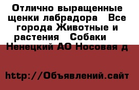 Отлично выращенные щенки лабрадора - Все города Животные и растения » Собаки   . Ненецкий АО,Носовая д.